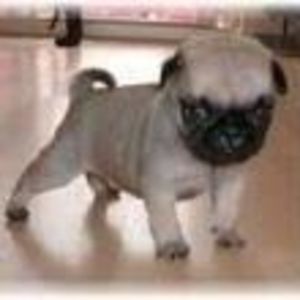 Meet your Posher, Adair